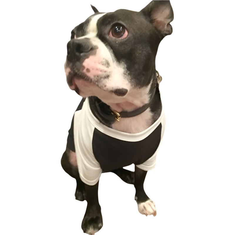 Royal Apparel 17900 50/50 Blend Dog Baseball Tee Made in USA Black/White XS
